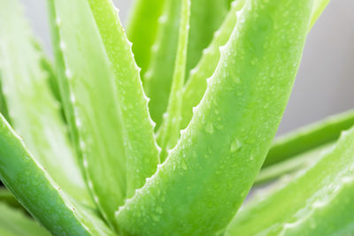 Full frame shot of succulent plant