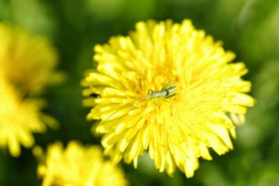 Close-up of yellow flower