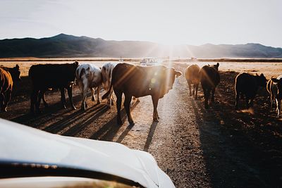 Cows on road in landscape