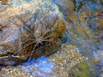 Close-up of turtle in water