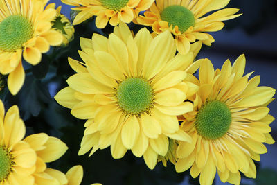 Close-up of yellow flowering plant in park