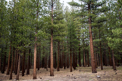 Pine trees in forest