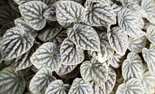 Full frame shot of plants