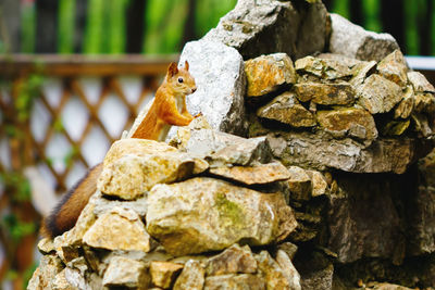 Close-up of lizard on rock