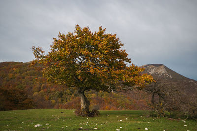 Tree on field against sky during autumn