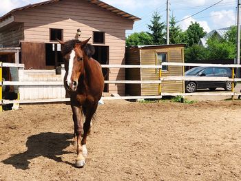 Horse standing in ranch