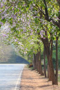 Empty road amidst trees and plants in park