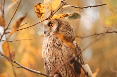 Close-up of owl perching on branch