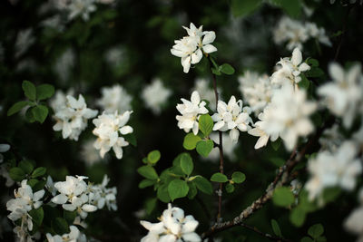 Close-up of white flowering plant