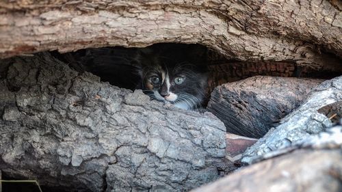 Portrait of cat hiding behind rock