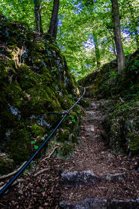 Walkway amidst trees in forest