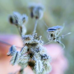 Close-up of wilted flower against blurred background