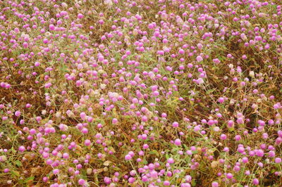 Close-up of purple flowering plants on field