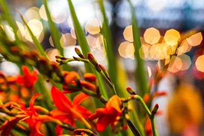 Close-up of red flowering plants