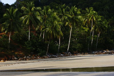 Palm trees on beach against sky