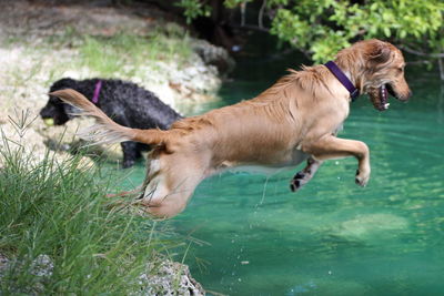 Side view of dog jumping in river