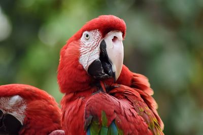 Close-up of scarlet macaws