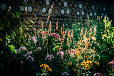 Close-up of flowers growing outdoors