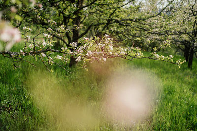 Cherry blossom tree on field