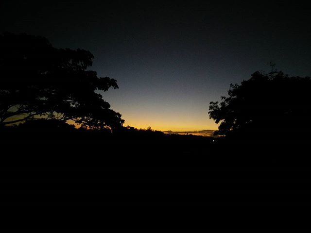 SILHOUETTE TREES AT SUNSET