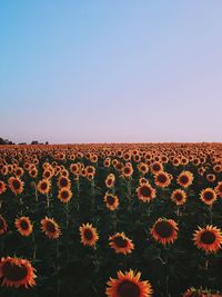 Flowers blooming on field against clear sky