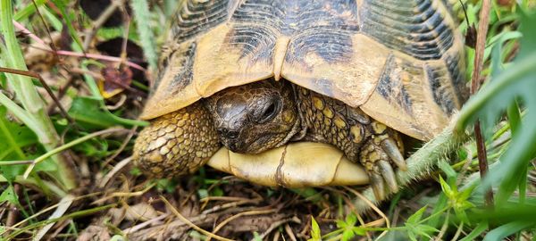 Close-up of a turtle on field