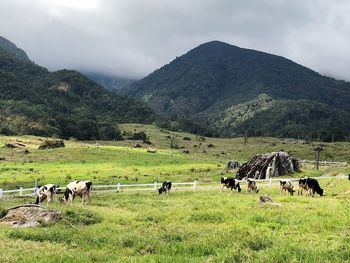 Horses in a field