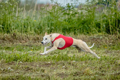 Whippet dog in