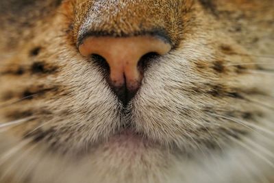 Close-up portrait of cat