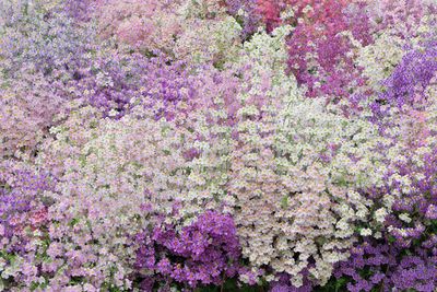 High angle view of pink flowering plants