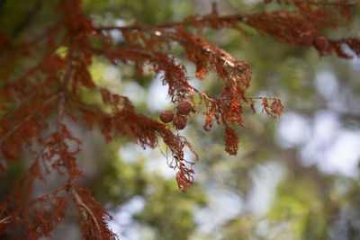 Close-up of autumnal leaves against blurred background