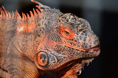 Close-up of a turtle
