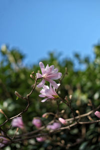 Close-up of pink flowering plant against sky