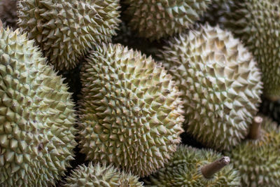 Full frame shot of succulent plant