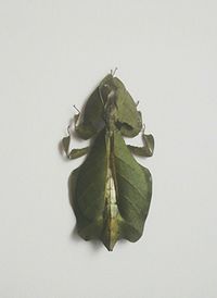 Close-up of leaf over white background