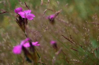 Close-up of pink flowering plant on field