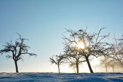 Sun shines through trees, in winter with lots of snow and blue skies