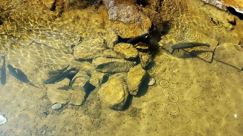 High angle view of animal swimming in lake