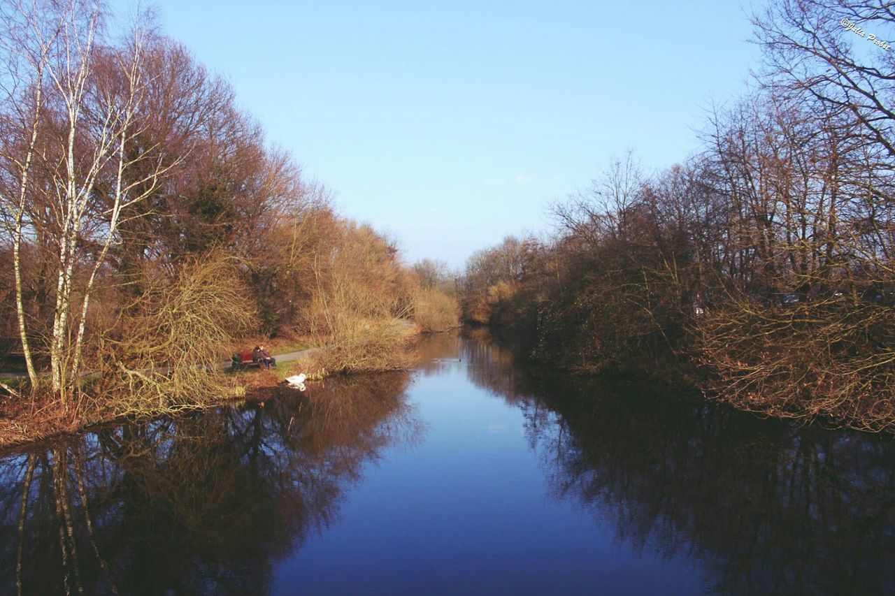 tree, water, reflection, clear sky, tranquility, tranquil scene, lake, scenics, beauty in nature, waterfront, nature, blue, standing water, copy space, growth, sky, idyllic, river, day, outdoors