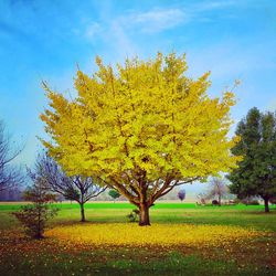 Yellow flowers growing in field