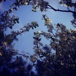 Low angle view of flowers against blue sky