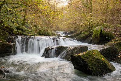 Scenic view of waterfall in forest