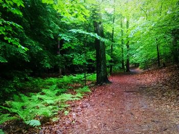 Trees in forest