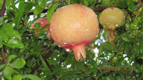 Close-up of mushrooms growing outdoors