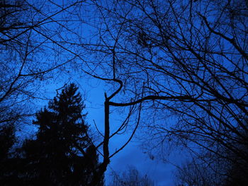 Low angle view of bare trees against blue sky