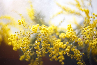 Close-up of yellow flowering plant