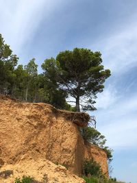 Low angle view of trees against sky