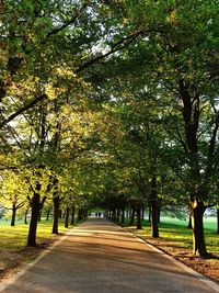 Road amidst trees in park during autumn