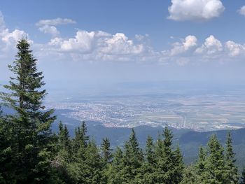 Scenic view of forest against sky