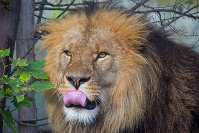 Close-up portrait of lion